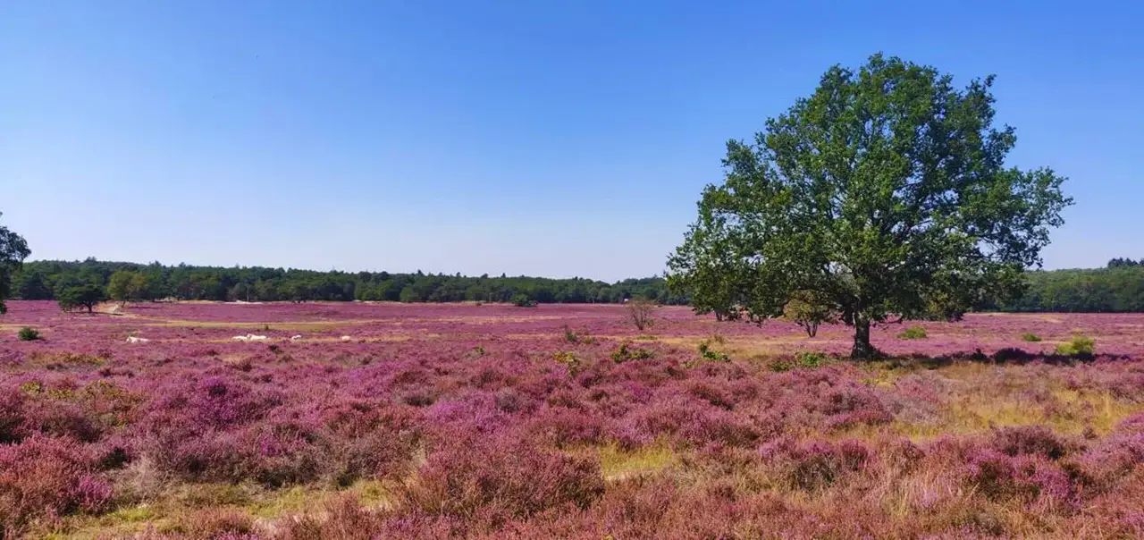 Doelgericht werken in Hilversum, tussen bos, water en hei